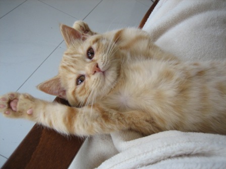 ebony von rechtenbach